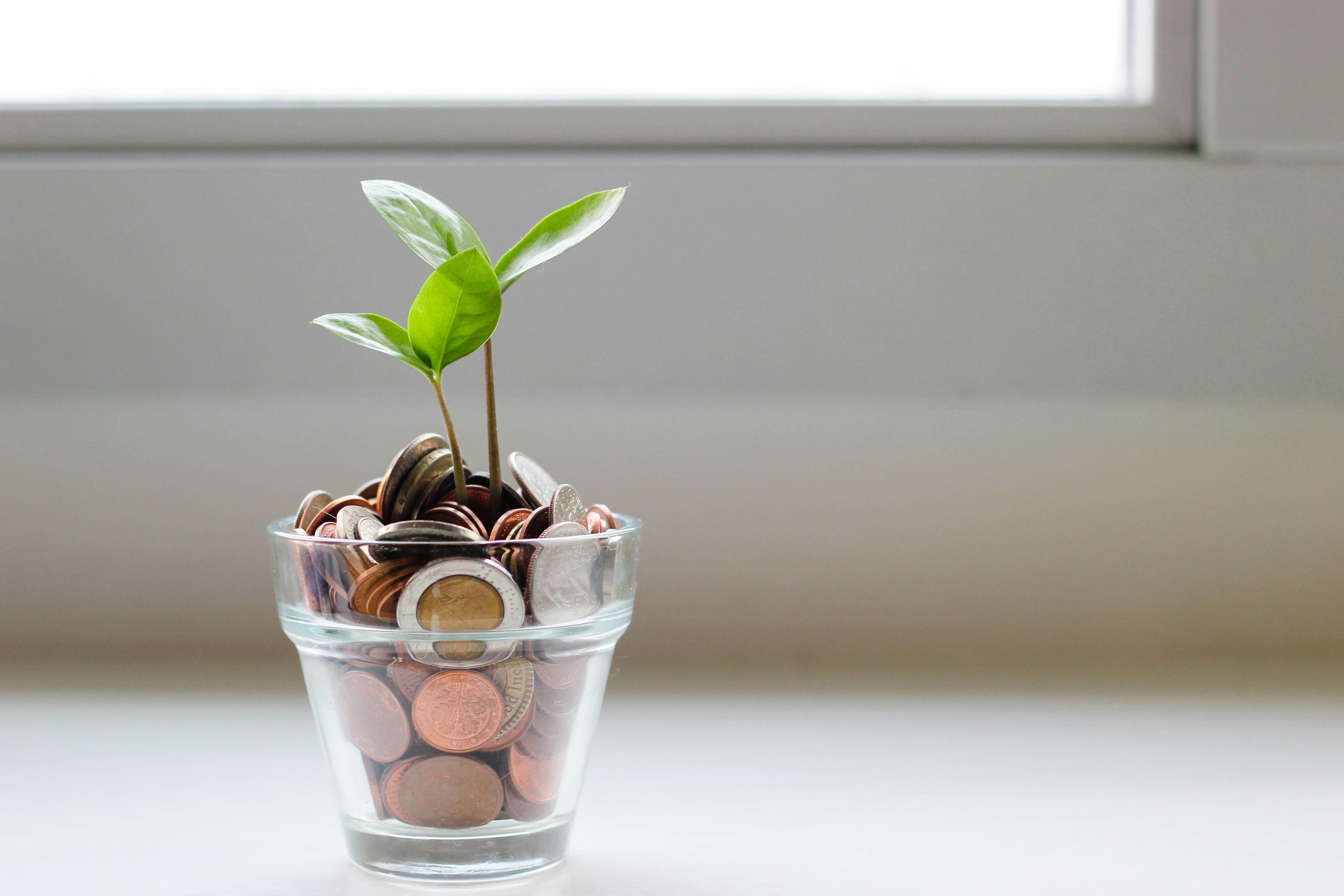 Plant growing from coins — giving that grows
